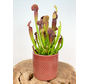 Pot "Rinus" Terracotta | ⌀13,5x12cm