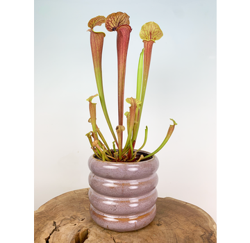 Plantenpot "Bea" - Lila - Groot | 12cm
