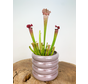 Plantenpot "Bea" - Lila | 8,5cm