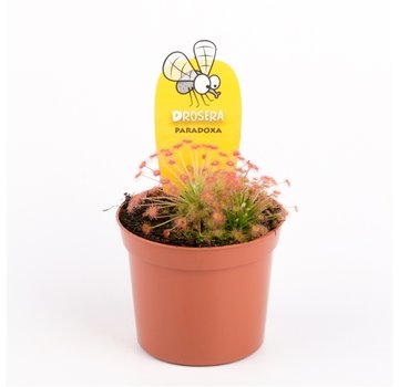 Zonnedauw "Paradoxa" | ø 8,5 cm x ↕ 10 cm