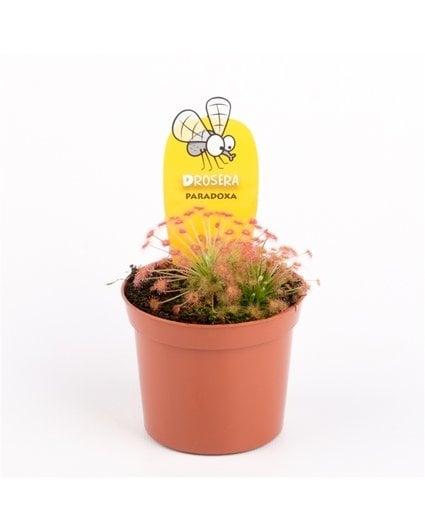 Zonnedauw "Paradoxa" | ø 8,5 cm x ↕ 10 cm
