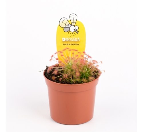 Zonnedauw "Paradoxa" | ø 8,5 cm x ↕ 10 cm