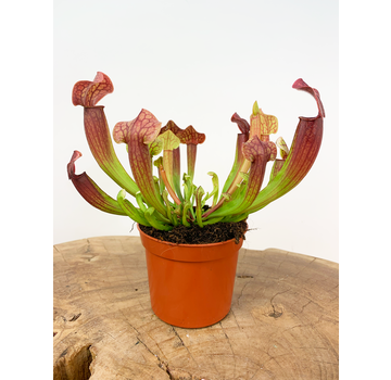 Trompetbekerplant "Tess" | ø 8,5 cm x ↕ 15 cm