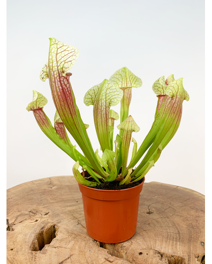 Trompetbekerplant "Eva" | ø 8,5 cm x ↕ 20 cm