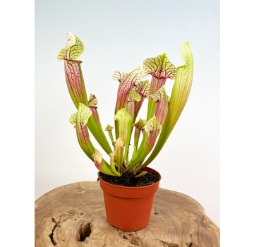 Trompetbekerplant "Eva" - groot | ø 12 cm x ↕ 25 cm