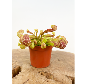 Trompetbekerplant 'Scarlet Belle' | ø 8,5 cm x ↕ 10 cm