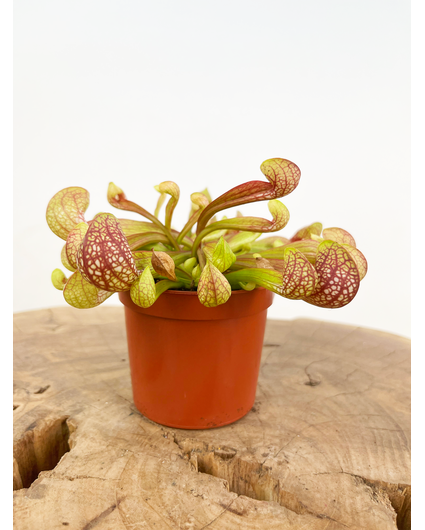 Trompetbekerplant 'Scarlet Belle' | ø 8,5 cm x ↕ 10 cm