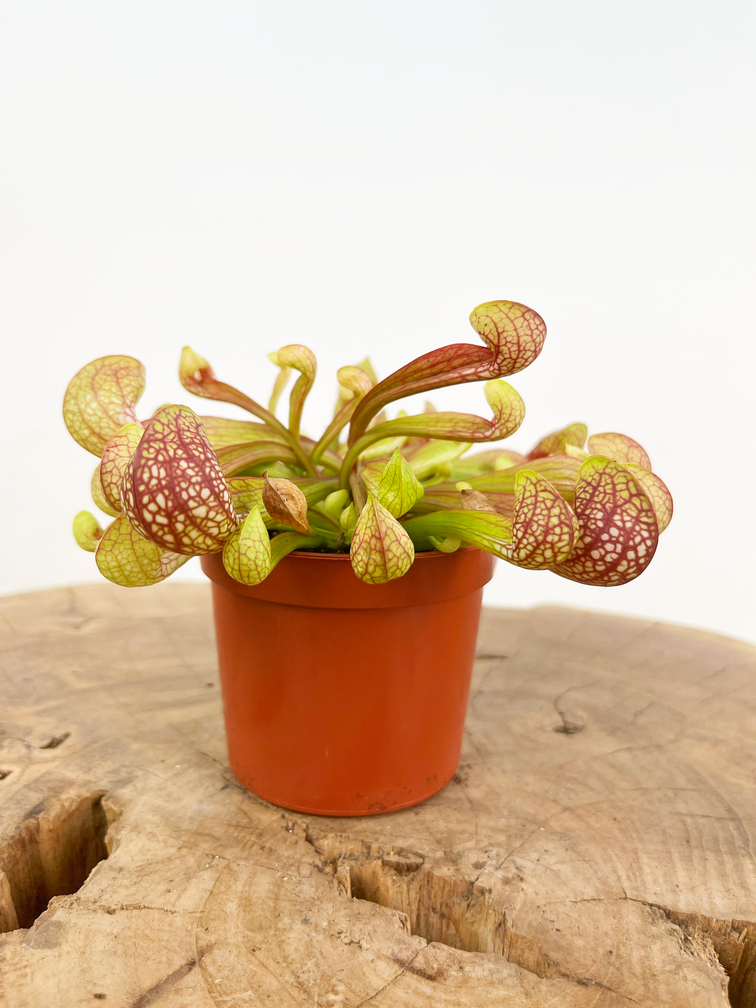 Trompetbekerplant 'Scarlet Belle' | ø 8,5 cm x ↕ 10 cm