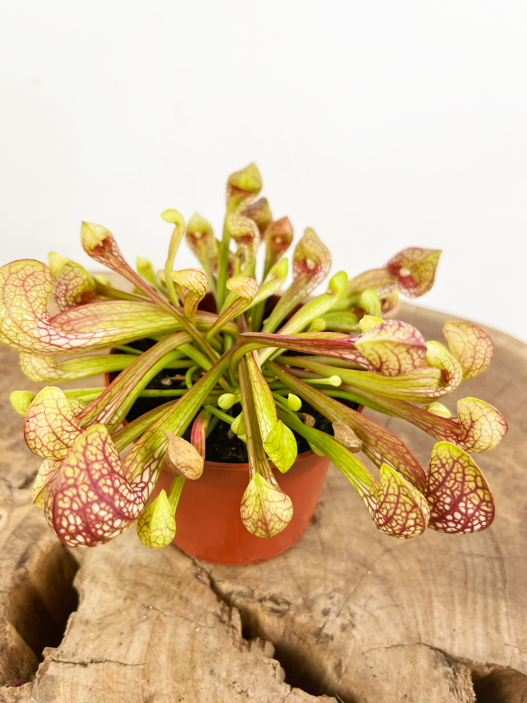 Trompetbekerplant 'Scarlet Belle' | ø 8,5 cm x ↕ 10 cm