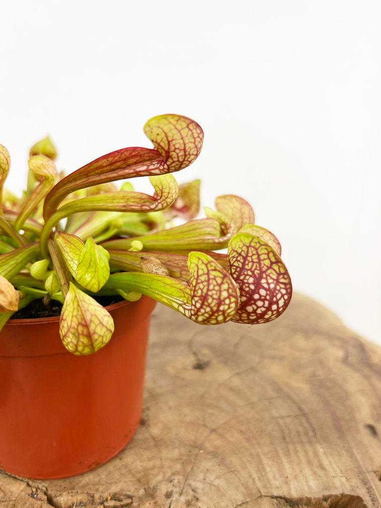 Trompetbekerplant 'Scarlet Belle' | ø 8,5 cm x ↕ 10 cm