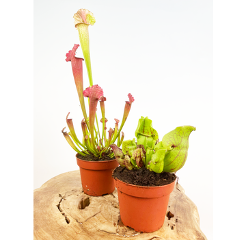 Kneusjes mix - 2 Trompetbekerplanten