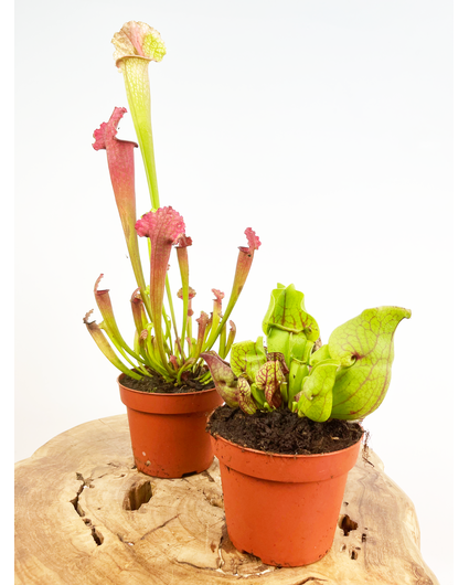Kneusjes mix - 2 Trompetbekerplanten