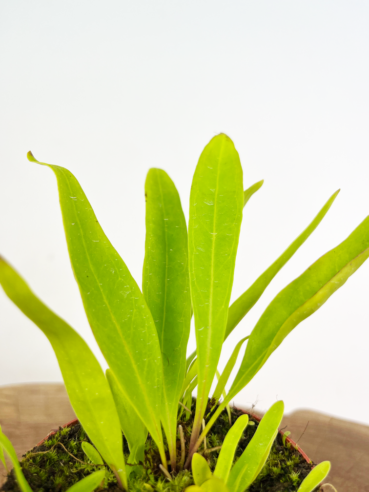 Blaasjeskruid "Longifolia"