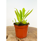 Uitverkocht - Blaasjeskruid "Longifolia"
