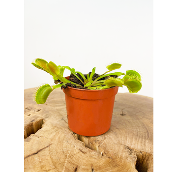 Venus vliegenval - "kneusje" | ø 8,5 cm x ↕ 10 cm