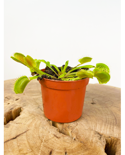 Venus vliegenval - "kneusje" | ø 8,5 cm x ↕ 10 cm