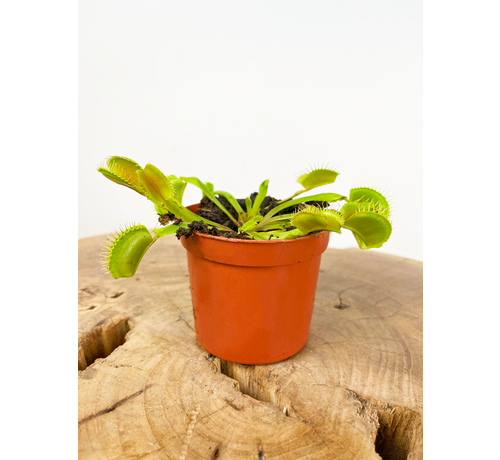 Venus vliegenval - "kneusje" | ø 8,5 cm x ↕ 10 cm