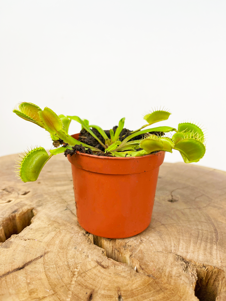 Venus vliegenval - "kneusje" | ø 8,5 cm x ↕ 10 cm