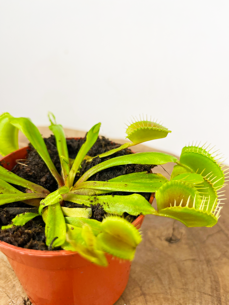 Venus vliegenval - "kneusje" | ø 8,5 cm x ↕ 10 cm