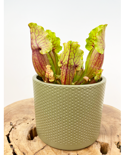 Plantenpot "Bor" - Green | 12cm