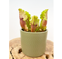 Plantenpot "Bor" - Green | 12cm