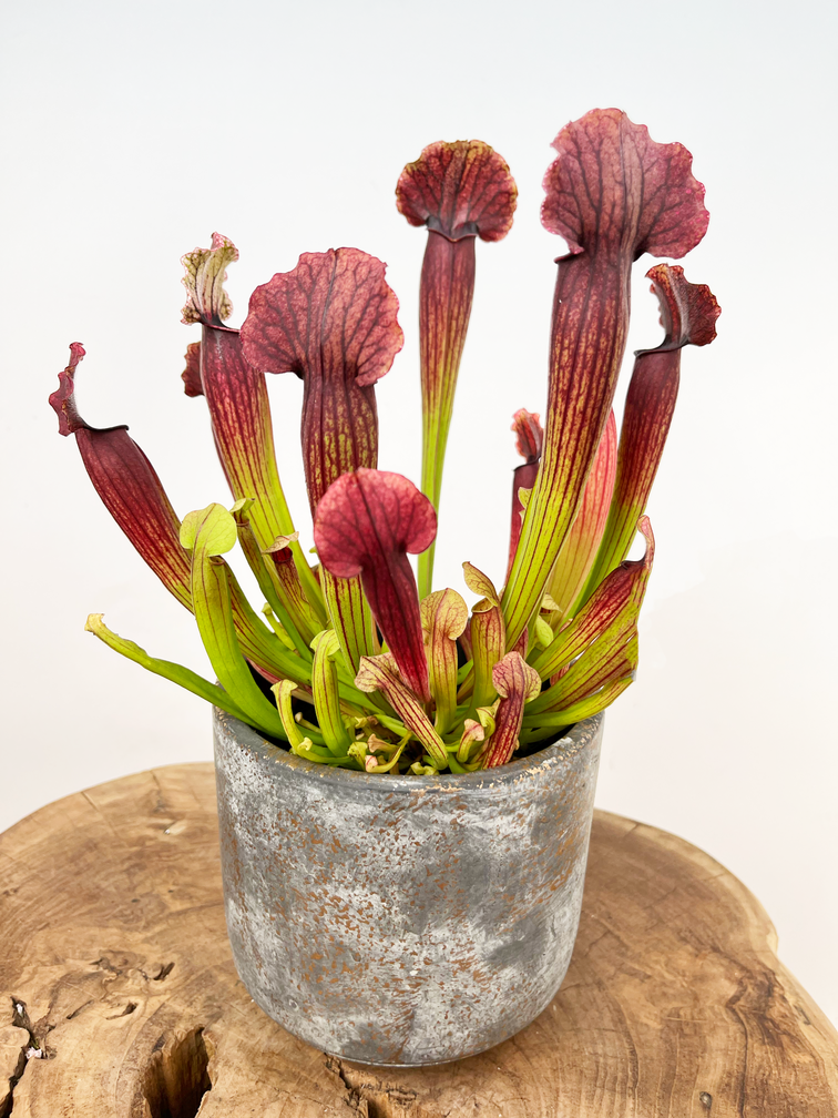 ACTIEPRIJS - Plantenpot "Palu" - Golden/Grey | 12cm