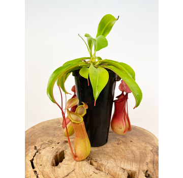 Bekerplant "Alata" - kneusje | ø 12 cm x ↕ 20 cm