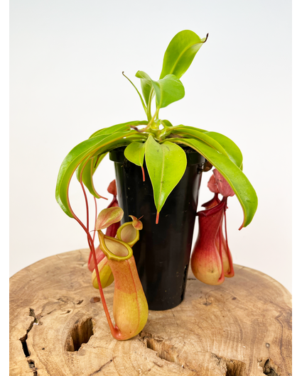 Bekerplant "Alata" - kneusje | ø 12 cm x ↕ 20 cm