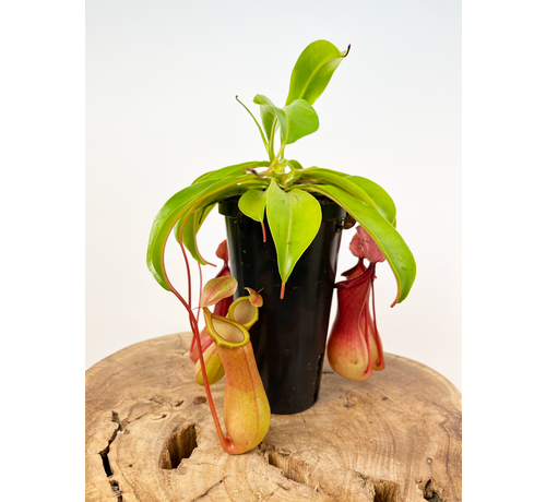 Bekerplant "Alata" - kneusje | ø 12 cm x ↕ 20 cm