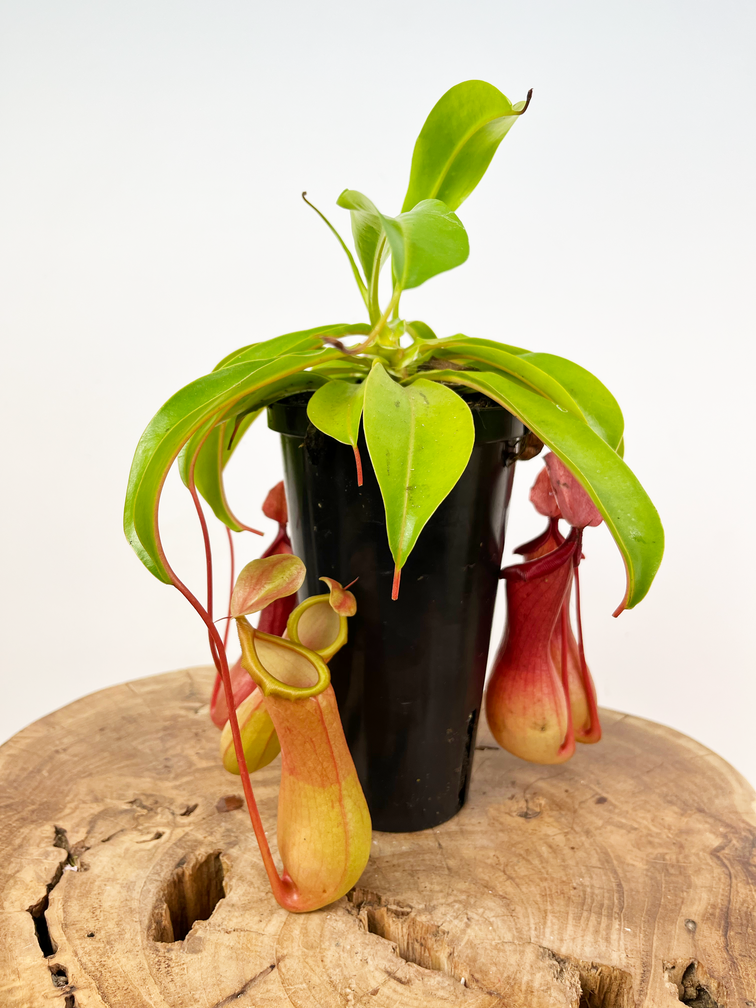 Bekerplant "Alata" - kneusje | ø 12 cm x ↕ 20 cm