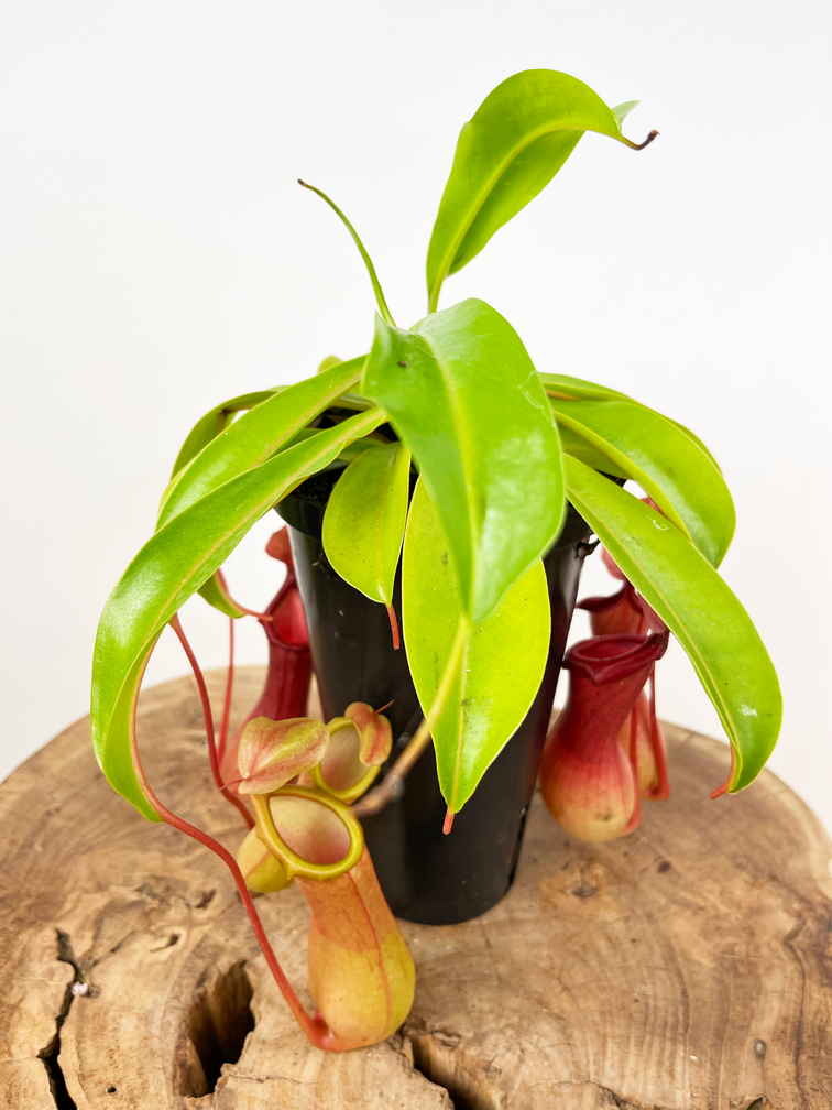 Bekerplant "Alata" - kneusje | ø 12 cm x ↕ 20 cm