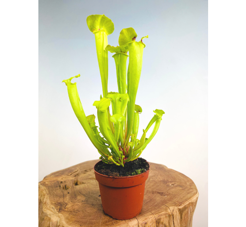 Trompetbekerplant "Flava Gigantea" - groot | ø 12 cm x ↕ 25-35 cm