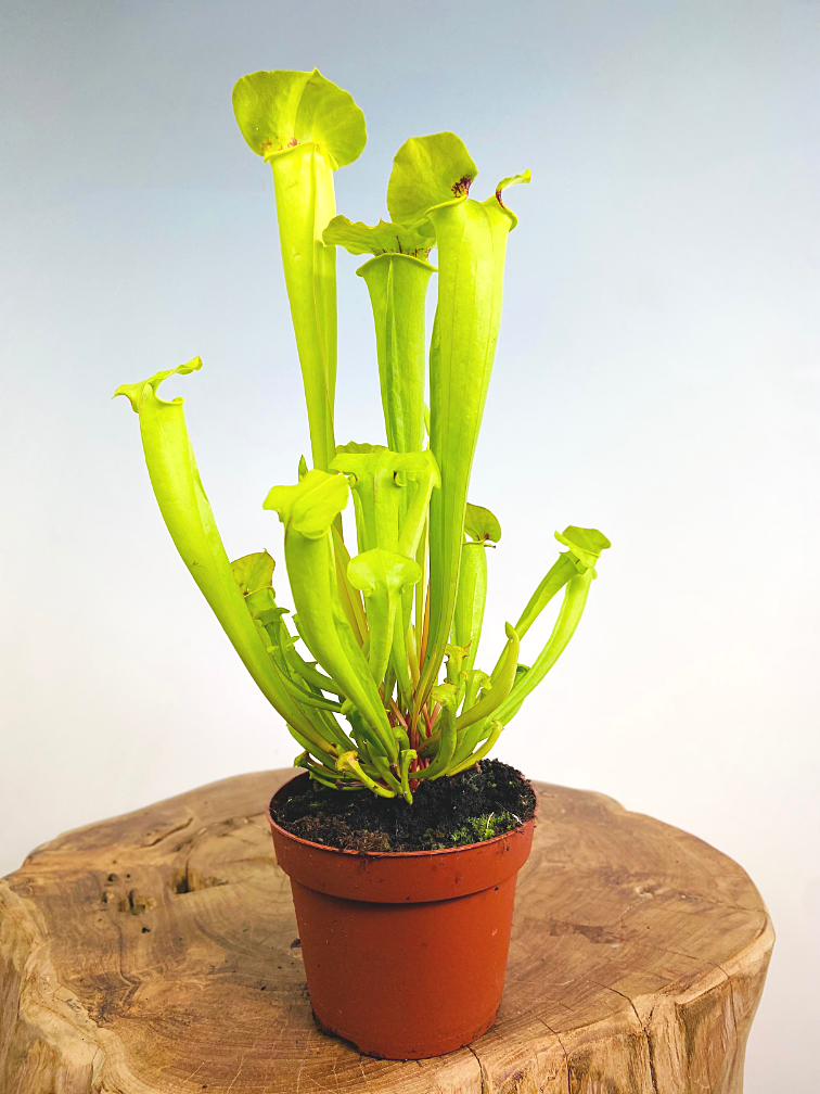 Trompetbekerplant "Flava" - groot | ø 12 cm x ↕ 25-35 cm