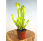 Trompetbekerplant "Flava" - groot | ø 12 cm x ↕ 25-35 cm