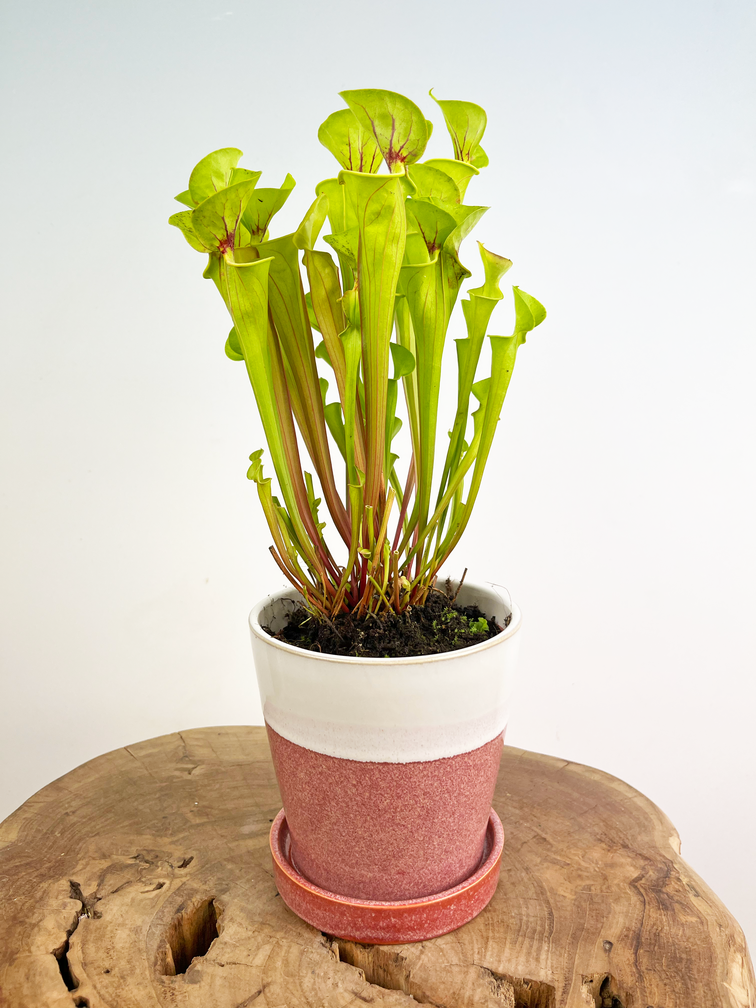 Pot Saartje Roze-Wit | ⌀13x14cm