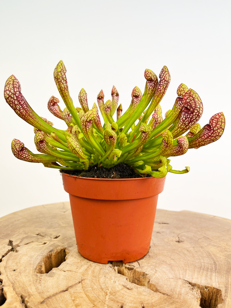 Trompetbekerplant "Scarlet Belle" - groot | ø 12 cm x ↕ 20 cm