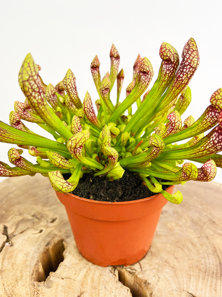 Trompetbekerplant "Scarlet Belle" - groot | ø 12 cm x ↕ 20 cm