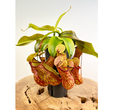 Bekerplant "Gaya" - groot | ø 12 cm x ↕ 15 cm