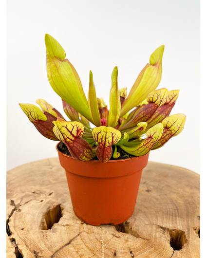 UItverkocht Trompetbekerplant "Purpurea Hybride" - groot | ø 12 cm x ↕ 20-25 cm