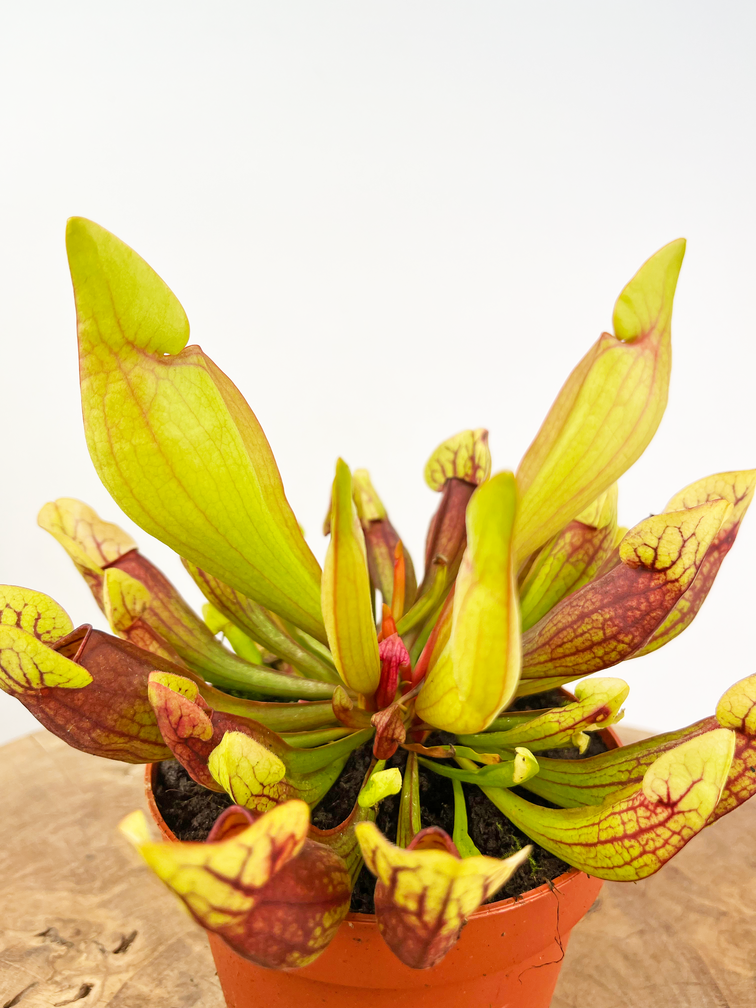 Trompetbekerplant "Purpurea Hybride" - groot | ø 12 cm x ↕ 20-25 cm