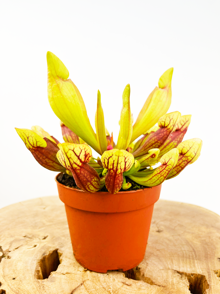 Trompetbekerplant "Purpurea Hybride" - groot | ø 12 cm x ↕ 20-25 cm