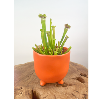 Plantenpot "Elly" - Mat oranje |  8,5cm