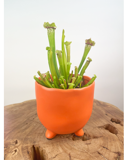 Plantenpot "Elly" - Mat oranje |  8,5cm