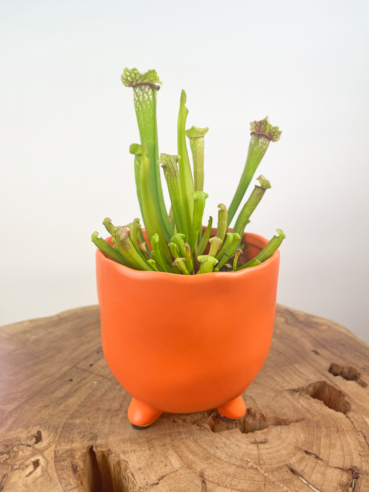 Plantenpot "Elly" - Mat oranje |  8,5cm