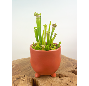 Plantenpot "Elly" - Mat rood |  8,5cm