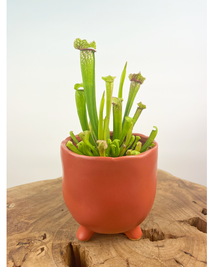 Plantenpot "Elly" - Mat rood |  8,5cm