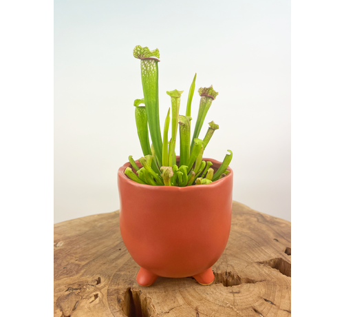 Plantenpot "Elly" - Mat rood |  8,5cm