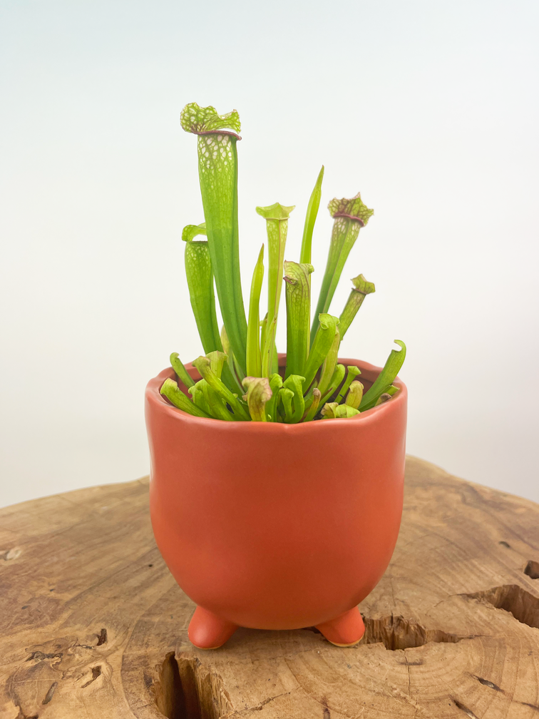 Plantenpot "Elly" - Mat rood |  8,5cm