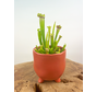 Plantenpot "Elly" - Mat rood |  8,5cm