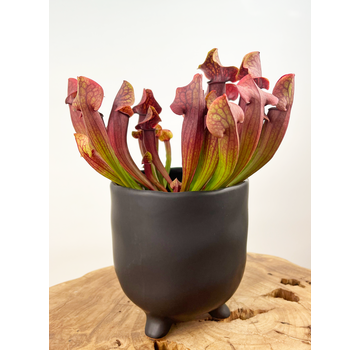Pot Elly 'Matzwart' | 12cm
